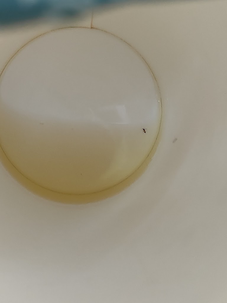 鶴茶樓- 鶴頂紅茶商店(嘉義民雄店) 的照片