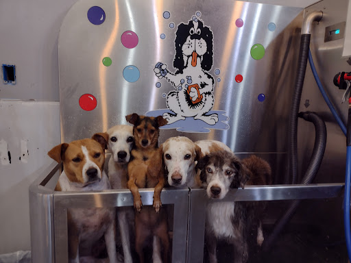 Pet Groomer «Belly scRubs Self Service Pet Wash», reviews and photos, 119 WV-34 #1, Hurricane, WV 25526, USA