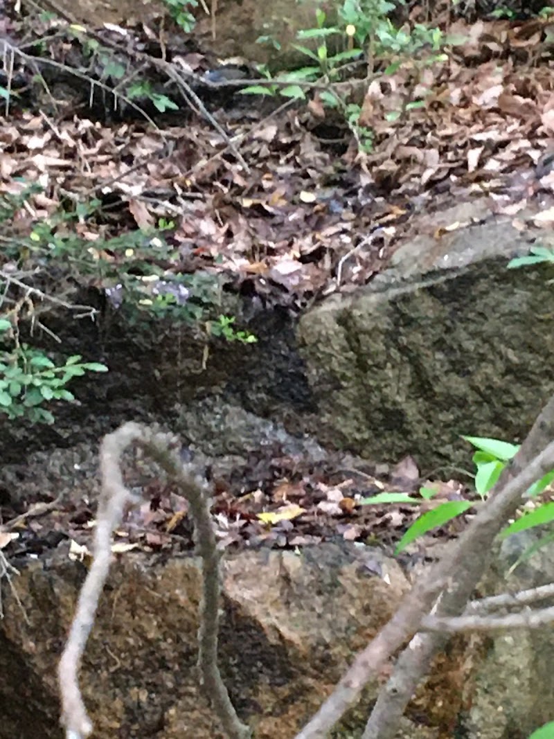 目神山南小山麓の岩清水