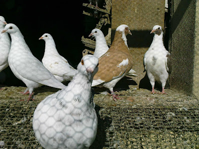 Quercy-Rouergue Pigeonneau Hubert Héliès à Foissac