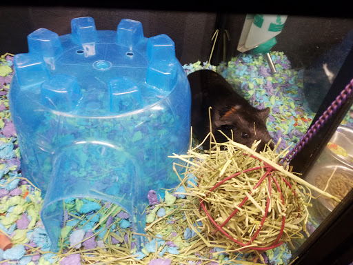 Pet Supply Store «PetSmart», reviews and photos, 3101 Market Center Drive, Morrisville, NC 27560, USA