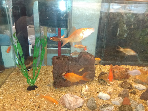 Pet Supply Store «Petco Animal Supplies», reviews and photos, 753 53rd Ave NE, Fridley, MN 55421, USA