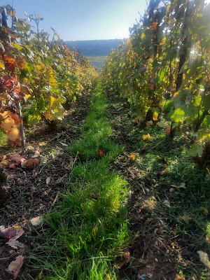 champagne Thibaut Xavier à Passy-sur-Marne