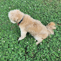 Home Veterinary Care- Dr. Gabrielle Fielstra - Photo 3 - Car repair in , Tulsa