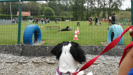 Dog training classes Brussels