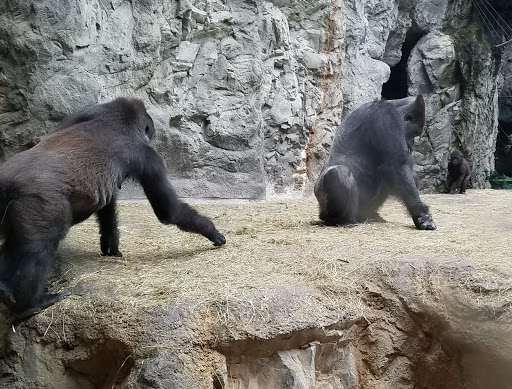 Park «Delaware Park», reviews and photos, Meadow Dr, Buffalo, NY 14214, USA