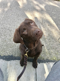 AApetcare - Photo 7 - Car repair in , Cleveland