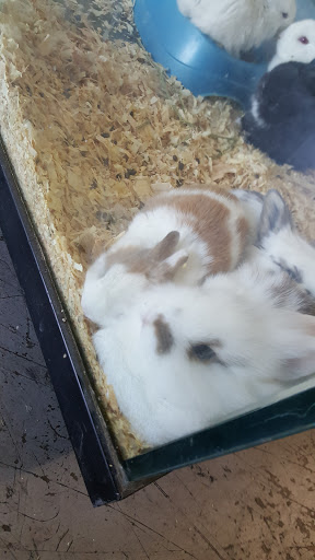 Pet Store «Guero Pet Shop», reviews and photos, 11642 Atlantic Ave, Lynwood, CA 90262, USA