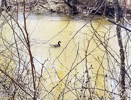 Park «Meadowbrook Park», reviews and photos, 5001 Meadowbrook Ln, Ellicott City, MD 21043, USA