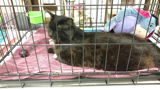 Pet Supply Store «PetSmart», reviews and photos, 11835 Retail Dr, Wake Forest, NC 27587, USA