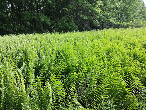 Nature Preserve «Tom S Cooperrider-Kent Bog State Nature Preserve», reviews and photos, 1028 Meloy Rd, Kent, OH 44240, USA