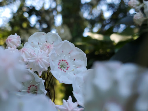 Nature Preserve «Muttontown Preserve», reviews and photos, Jericho-Oyster Bay Road, East Norwich, NY 11732, USA