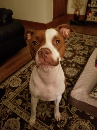 Pet Supply Store «Petco Animal Supplies», reviews and photos, 1309 W Main Rd, Middletown, RI 02842, USA