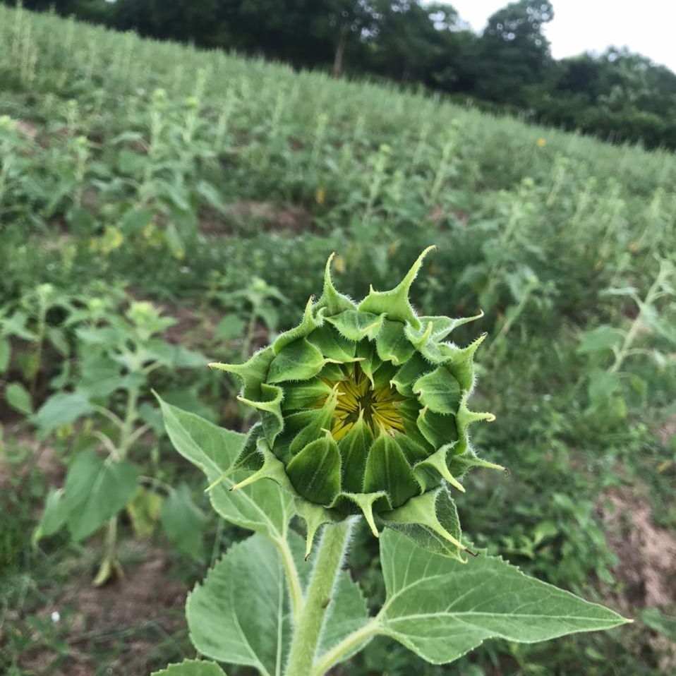 LOS GIRASOLES DE POLONUEVO
