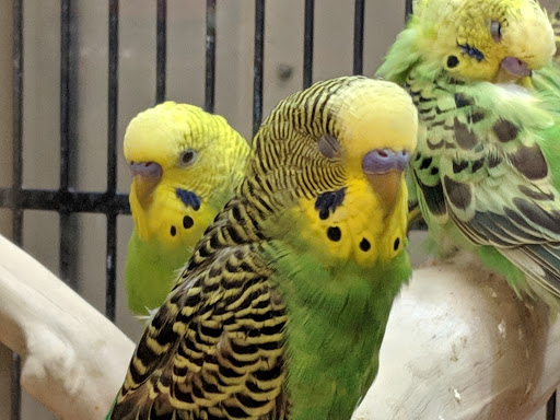 Pet Supply Store «PetSmart», reviews and photos, 47142 Michigan Ave, Canton, MI 48188, USA