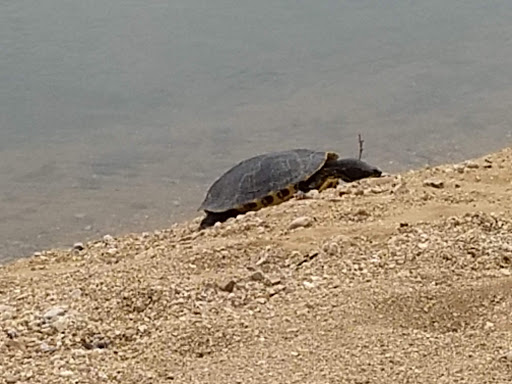 National Forest «Land Between the Lakes National Recreation Area», reviews and photos, 238 Visitor Center Dr, Golden Pond, KY 42211, USA
