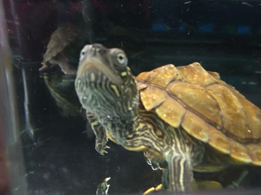 Pet Supply Store «Petco Animal Supplies», reviews and photos, 45 Holyoke St, Holyoke, MA 01040, USA