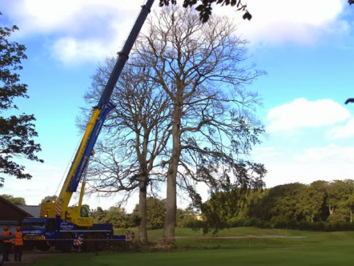 Aberdeen Area Tree Surgeons