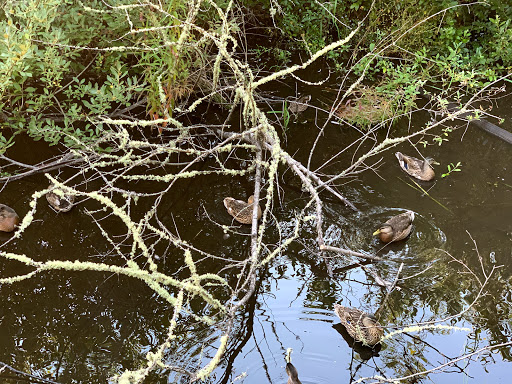 Park «Cottage Lake Park», reviews and photos, NE Woodinville Duvall Rd, Woodinville, WA 98072, USA