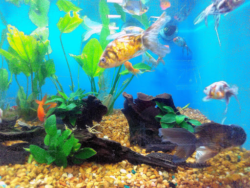 Pet Supply Store «Pet Supermarket», reviews and photos, 1800 W 68th St #140, Hialeah, FL 33014, USA