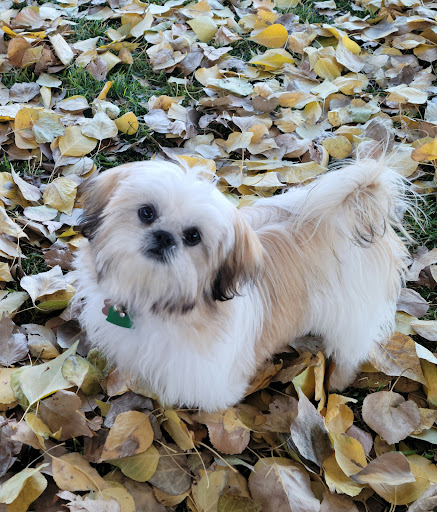 Carols canine barbershop