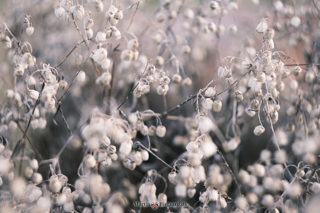 Assens Menighedsråd Kirkegårdskontoret - Kirke