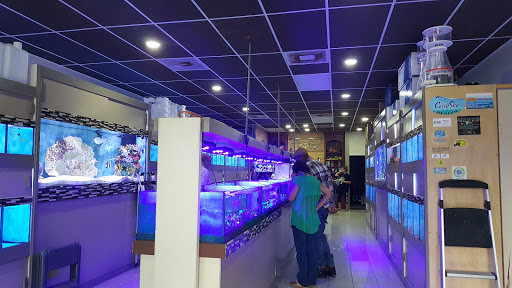 Tropical Fish Store «Nemo Aquarium», reviews and photos, 1560 Indian Trail Rd #106, Norcross, GA 30093, USA
