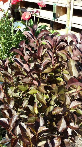 Department Store «Rural King», reviews and photos, 1203 Front Ave SW, New Philadelphia, OH 44663, USA