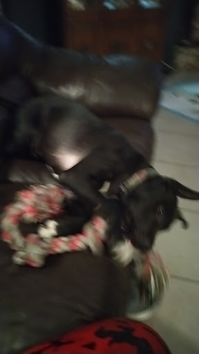 Pet Supply Store «Pet Supermarket», reviews and photos, 7822 Gall Blvd, Zephyrhills, FL 33541, USA