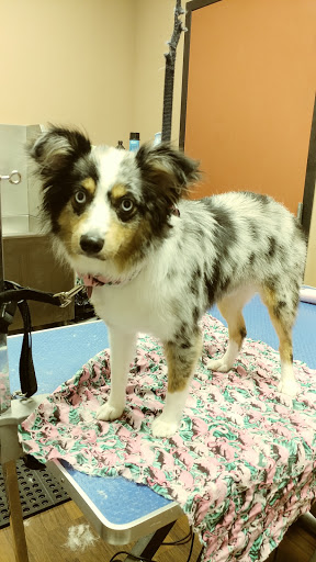 Pet Store «Pet Valu», reviews and photos, 2645 Shillington Rd, Sinking Spring, PA 19608, USA