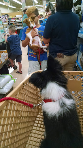 Pet Supply Store «Petco Animal Supplies», reviews and photos, 21700 Market Pl NW, Poulsbo, WA 98370, USA