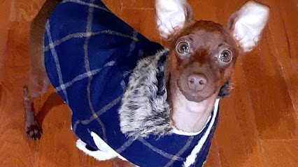 Image from the Google listing for Dog Training School NY