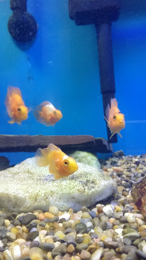 Pet Store «Pet World Warehouse Outlet», reviews and photos, 2984 S 108th St, Milwaukee, WI 53227, USA