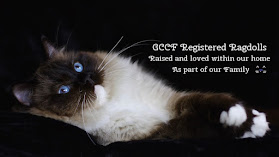 "OSOCHIC Ragdolls" GCCF Registered - Ragdoll cat breeder in Devon, SouthWest.