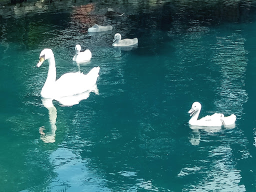 Park «Itasca Park District», reviews and photos, 350 E Irving Park Rd, Itasca, IL 60143, USA