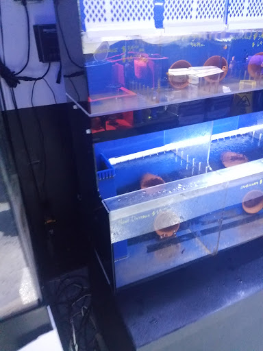 Tropical Fish Store «Hydra Aquatics International, Inc.», reviews and photos, 1300 Stirling Rd #7a, Dania Beach, FL 33004, USA
