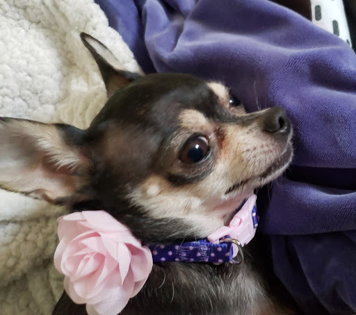 Pet Supply Store «Pet Supplies Plus», reviews and photos, 5394 Kemps River Dr Suite 101, Virginia Beach, VA 23464, USA