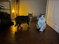 Kiara - The Pet Nanny - Photo 8 - Car repair in , Philadelphia