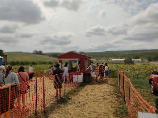 Tourist Attraction «Sunflower Maze», reviews and photos, South St, Middlefield, CT 06455, USA