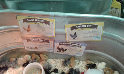 Home Improvement Store «Tractor Supply Co.», reviews and photos, 4724 Penn Ave a, Reading, PA 19608, USA