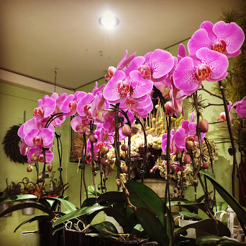 La Roseraie Fleuriste - Paris