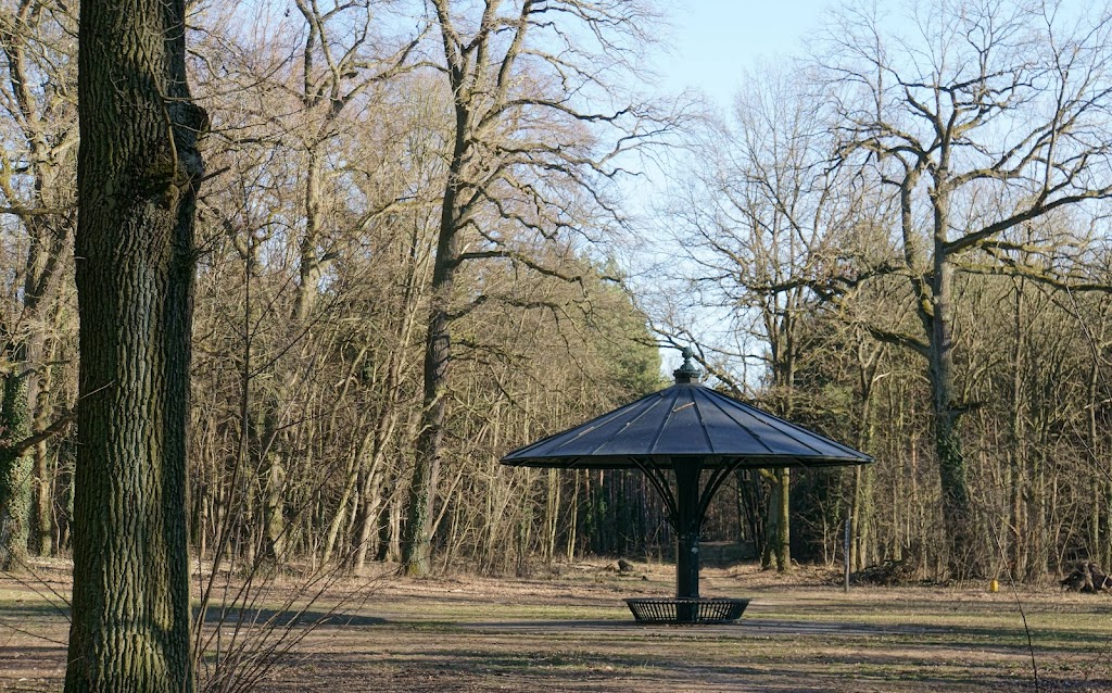 Wegestern im Wildpark