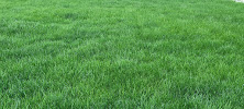 ExperiGreen Lawn Care - Photo 6 - Car repair in Indianapolis, IN, Indianapolis