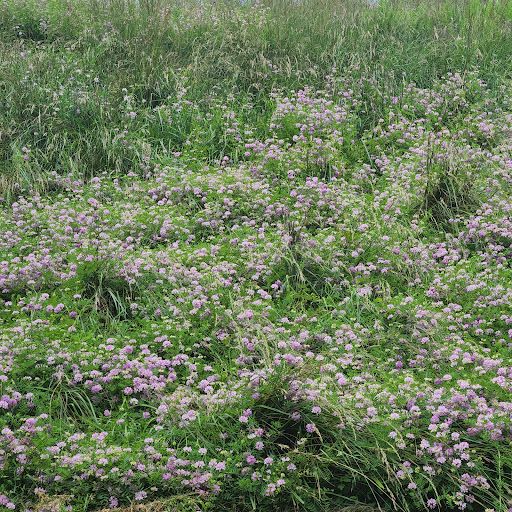 Park «Meadowbrook Park», reviews and photos, 5001 Meadowbrook Ln, Ellicott City, MD 21043, USA