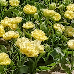 Photo n° 32 de l'avis de The.a fait le 05/04/2023 à 21:57 pour Kaandorp à Plomeur