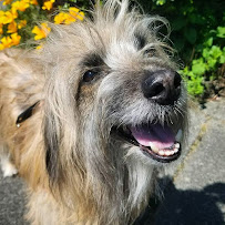 Pet Sounds LLC - Photo 7 - Car repair in , Bellevue