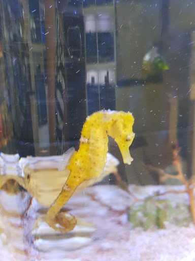 Tropical Fish Store «Oceanside Aquariums», reviews and photos, 2176 N Mt Juliet Rd #105, Mt Juliet, TN 37122, USA