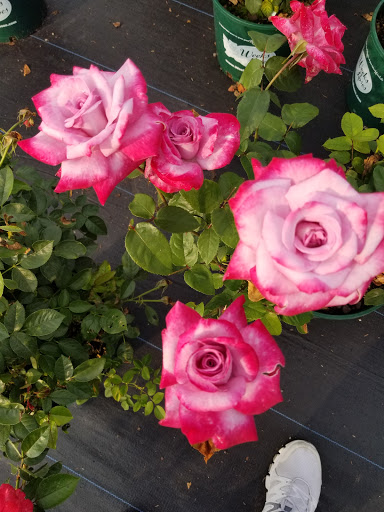 Garden Center «Blooms at Belle Mead», reviews and photos, 1980 US-206, Belle Mead, NJ 08502, USA