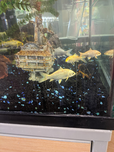 Pet Supply Store «Petco Animal Supplies», reviews and photos, 2406 Pass Rd, Biloxi, MS 39531, USA