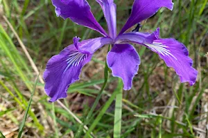 Wild Iris Ridge image